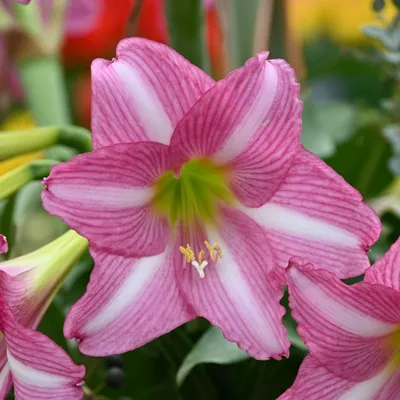 Grow Amazing Amaryllis: Complete Guide to Caring for Hippeastrum – Garden  Betty