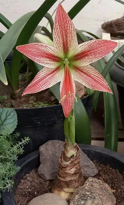 Hippeastrum Elaine Rose – Jerry Coleby-Williams