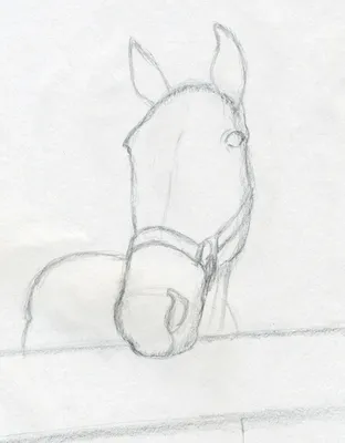 Рисунок коня голова (41 фото) » Рисунки для срисовки и не только
