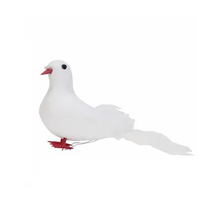Фотка голубя: скачивайте фотографии птиц бесплатно | Голубь Фото №10426  скачать