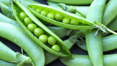 3 разновидности гороха: выбираем лучшие сорта для посадки | AgroMarket  интернет магазин семян