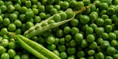 Горох зеленый (Мадрас) для проращивания микрозелени купить в магазине  «Ильинские травы»