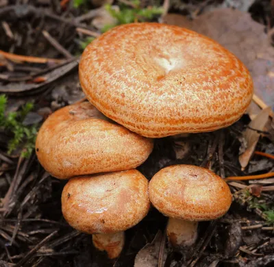 Рыжик (гриб) — Википедия