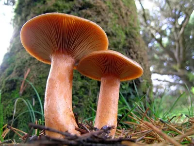 Mushrooms - Рыжик Гриб рыжик имеет шляпку, достигающую у зрелых  представителей 15 см, плоскую, но чаще вдавленную в центре. Края немного  согнуты. В процессе созревания шляпка становиться воронковидной  (отличительный признак рыжиков). Оттенки