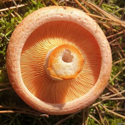 Картинки гриб рыжик (70 фото)