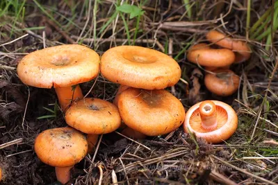 Царский гриб Рыжик 🍄👑 #mushroombook #mushrooms #mushroom #porcini #nature  #грибы #лес #тихаяохота #культлеса #грибныетуры #гидполесу… | Instagram