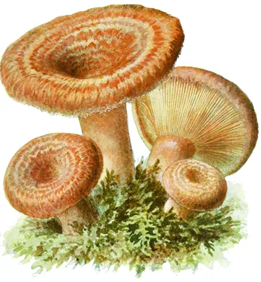 Все, что надо знать о грибах рыжиках | Книга Грибов | Дзен