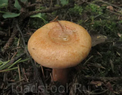 Грибы Калужской области: Рыжик настоящий (Lactarius deliciosus) Все фото  гриба на сайте