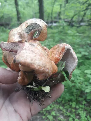Царский гриб рыжик (74 фото) - 74 фото