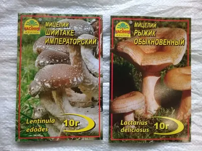 Рыжик (группа грибов). Большая российская энциклопедия