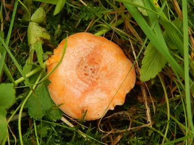 Сырые грибы на обложке молока шафрана на фоне мосб. Взорвать грибов рыжика.  Лесные грибы. Выборочный фокус Стоковое Изображение - изображение  насчитывающей зеленый, фокус: 194641899