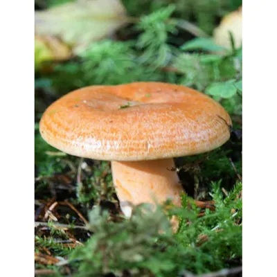 Царский гриб рыжик (74 фото) - 74 фото