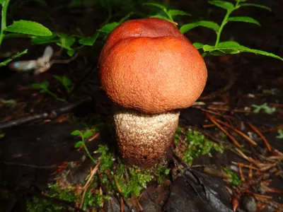 Грибы Калужской области: Рыжик настоящий (Lactarius deliciosus) Все фото  гриба на сайте