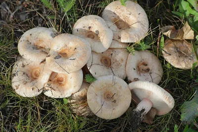 Картинка грузди