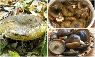 Тест - грибы похожие на грузди. Как их различать, проверьте себя по фото и  прочитайте объяснение | Грибной Дневник Лидии Бам | Дзен