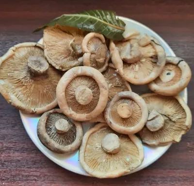 Мицелий Груздь настоящий, Lactarius resimus (ID#499064113), цена: 270 ₴,  купить на Prom.ua