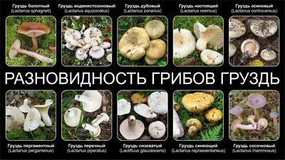 Груздь белый - Lactarius resimus - Грибы Уломы Железной