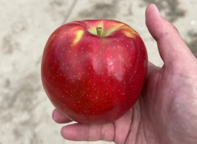 Яблоко: состав, полезные свойства и калорийность, виды яблок
