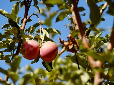Картинка яблоня с яблоками - 59 фото