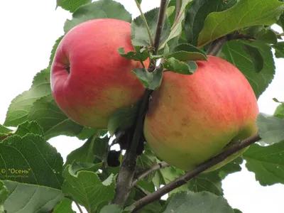 Картинка яблоня - 62 фото