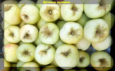 Яблоня сортовая — купить саженцы в Красноярске в питомнике растений Клён
