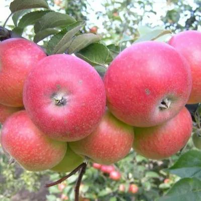 ветви яблони со спелыми красными яблоками в солнечный день Фото Фон И  картинка для бесплатной загрузки - Pngtree