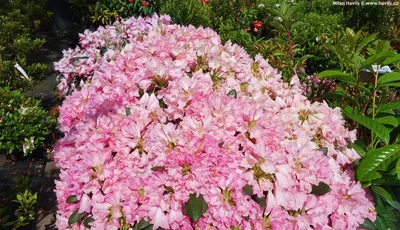 Rhododendron 'Kalinka', Rhododendron 'Kalinka' in GardenTags plant  encyclopedia