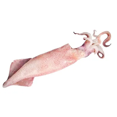 ☰ Кальмар целый «Squid Loligo», США цена от 310 грн заказать с доставкой в  городе Киев
