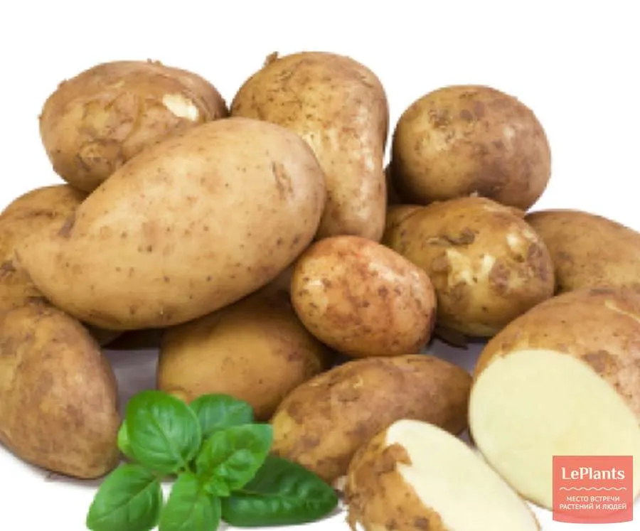 Вектор картофель характеристика. Картофель. Картофель на прозрачном фоне. Белорусский картофель сорта. Картофель Холмогорский.