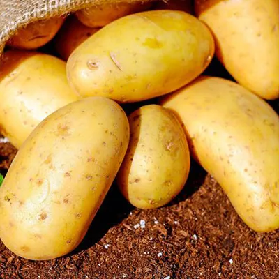 Картофель отварной очищенный купить в Уфе, доставка | Гастроном Глобус