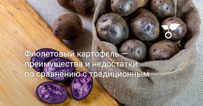 Картофель семенной Гала (1 кг/уп - репродукция элита, ранний) купить за 195  р. в садовом центре АСТ Медовое