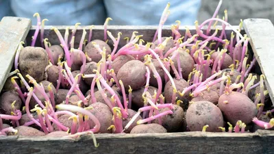 Картошка, тушенная с мясом, как в детском саду | Пикабу