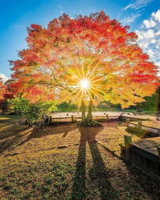 Хорошего осеннего дня - новые красивые картинки (52 ФОТО) | Осень, Осенние  картинки, Картинки