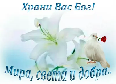 Богиня Гея ))) on X: \"@zhuchenya2015 Спасибо и Вам доброй ночи, храни Вас  Бог! https://t.co/pko2CuX8f8\" / X