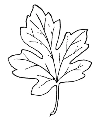 Раскраска листья деревьев для детей распечатать бесплатно или скачать |  Ozornik.net