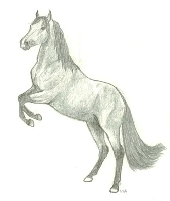 Рисунок лошадка (32 фото) » Рисунки для срисовки и не только