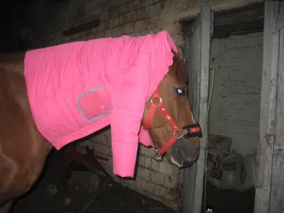 Конь в пальто Аркадий, 32 см, Orange (3008/20) купить в Киеве, в каталоге  интернет магазина Платошка
