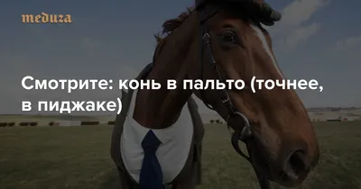 Казанский конь в пальто)