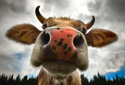 Картинка корова фотографии