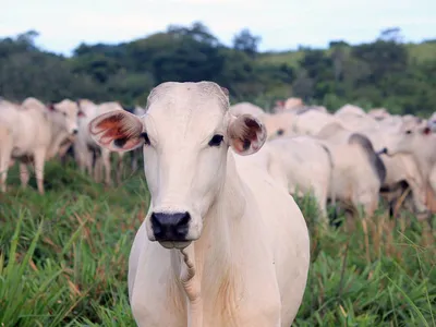 Как подружиться с коровой и завоевать её доверие | Приключения натуралиста  | Дзен