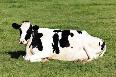 изолированная корова на белом фоне PNG , корова, животное, мультфильм корова  PNG картинки и пнг PSD рисунок для бесплатной загрузки