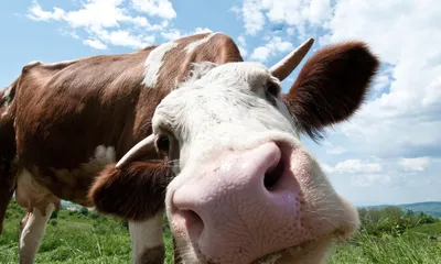 Стоимость самой дорогой коровы в мире достигла четырех миллионов долларов:  Звери: Из жизни: Lenta.ru