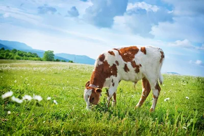 Популярные породы коров молочного направления