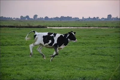 коричневая корова стоковое изображение. изображение насчитывающей трава -  10199783