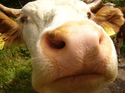 Интересные факты о коровах - Городская Ферма