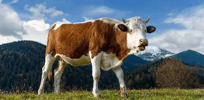 К чему снится корова — сонник: корова во сне | 7Дней.ру