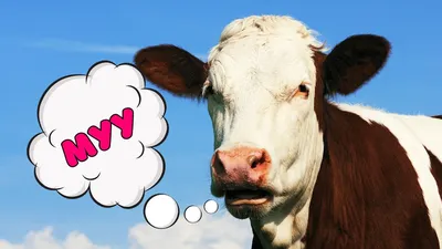 1 388 140 рез. по запросу «Корова» — изображения, стоковые фотографии,  трехмерные объекты и векторная графика | Shutterstock