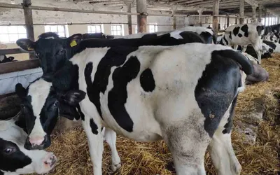 Коров накормили коноплей и проверили, что стало с их молоком