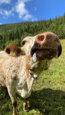 Агроэкспорт» назвал самую дорогую корову в мире | Ветеринария и жизнь