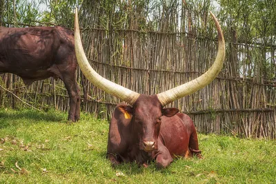 Почем нынче корова? | Пикабу
